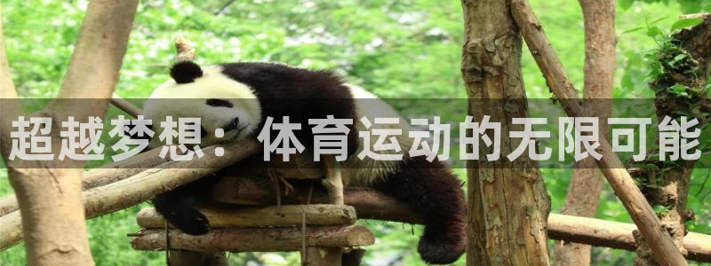 超越梦想：体育运动的无限可能
